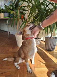 Spotkanie z pracownikiem Schroniska w Czartkach - 19.04.24r.