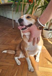 Spotkanie z pracownikiem Schroniska w Czartkach - 19.04.24r.