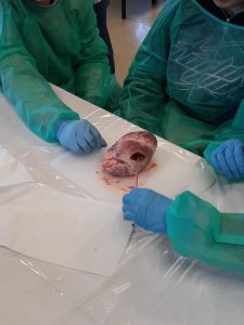 291e6614-432f-4474-819c-71c8cf60993b